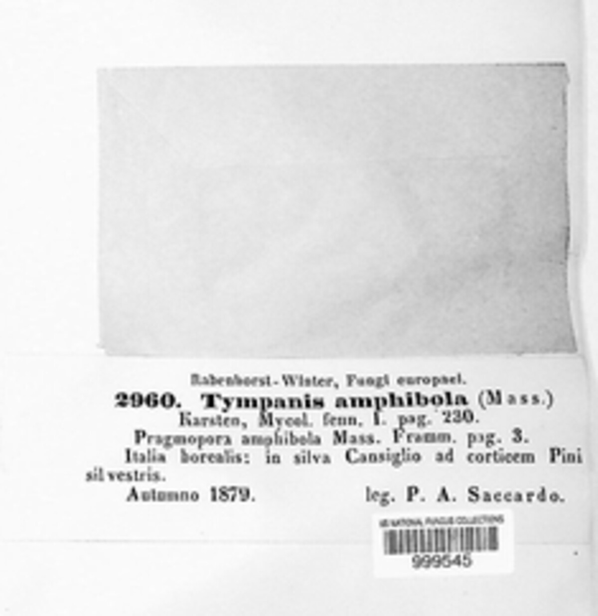 Tympanis amphibola image